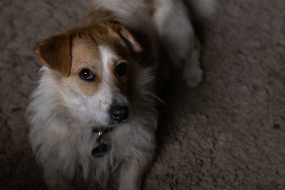 A cute Jack Russell Terrier dog sitting on a carpet, looking curiously.