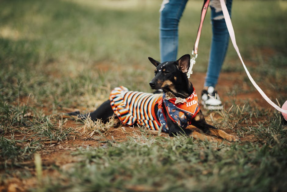 Adorable dog wearing a striped dress and bandana, lying on grass outdoors with leash.