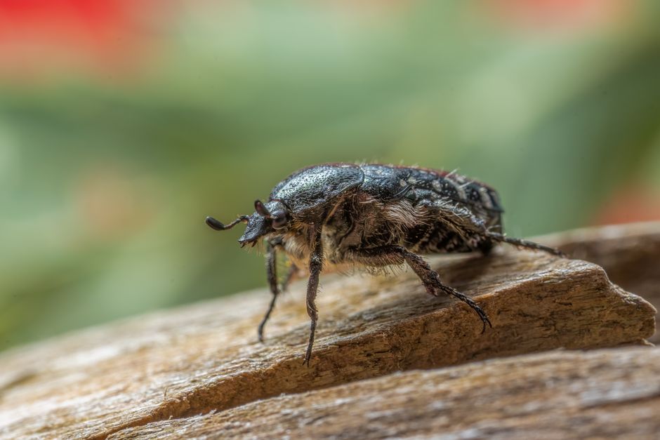 A detailed macro shot of a beetle with a blurred background, showcasing insect texture and details.